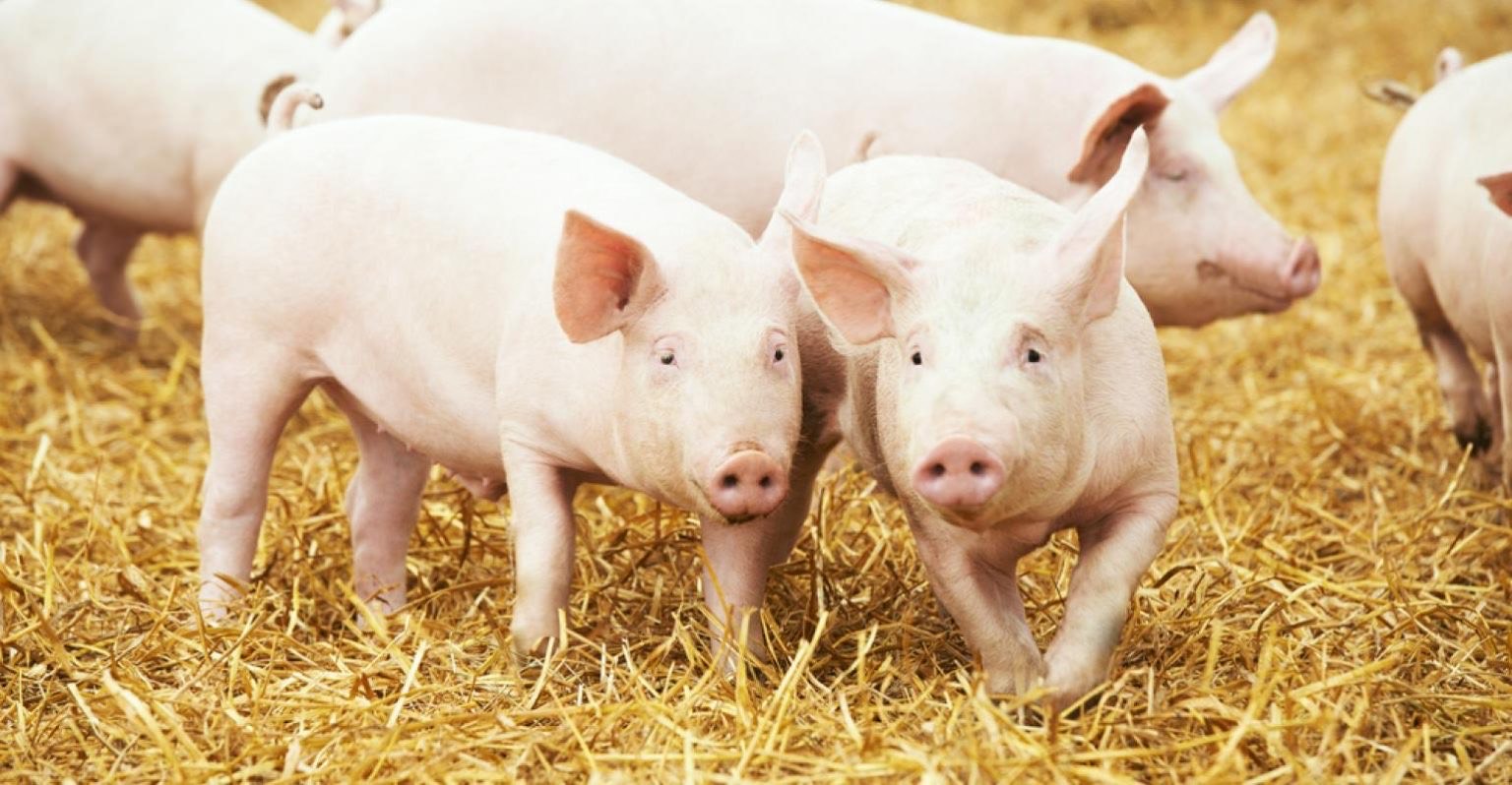 Suínos Vivos